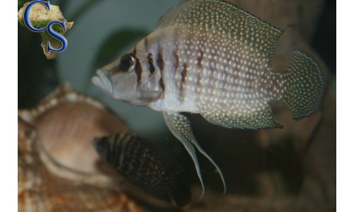 Altolamprologus calvus black